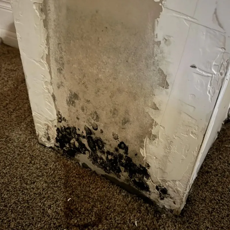 Professional Mold Removal in Hawkinsville, GA